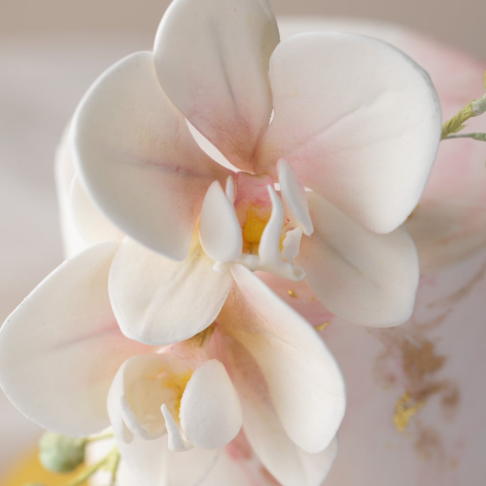 A close up of the white sugar orchids. The middle is tinged with pink.
