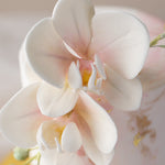 A close up of the white sugar orchids. The middle is tinged with pink.
