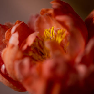 
                  
                    Load image into Gallery viewer, Masterclass: Edible Peony &amp;amp; Ranunculus Wafer Flowers
                  
                