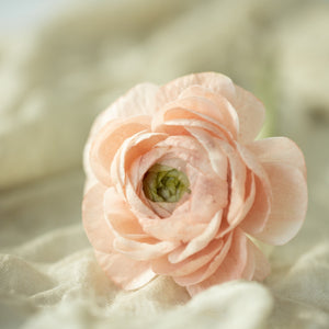 
                  
                    Load image into Gallery viewer, Masterclass: Edible Peony &amp;amp; Ranunculus Wafer Flowers
                  
                